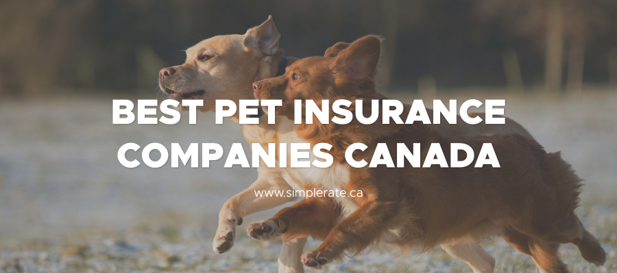 Best Pet Insurance Companies in Canada For 2021 - Simple Rate